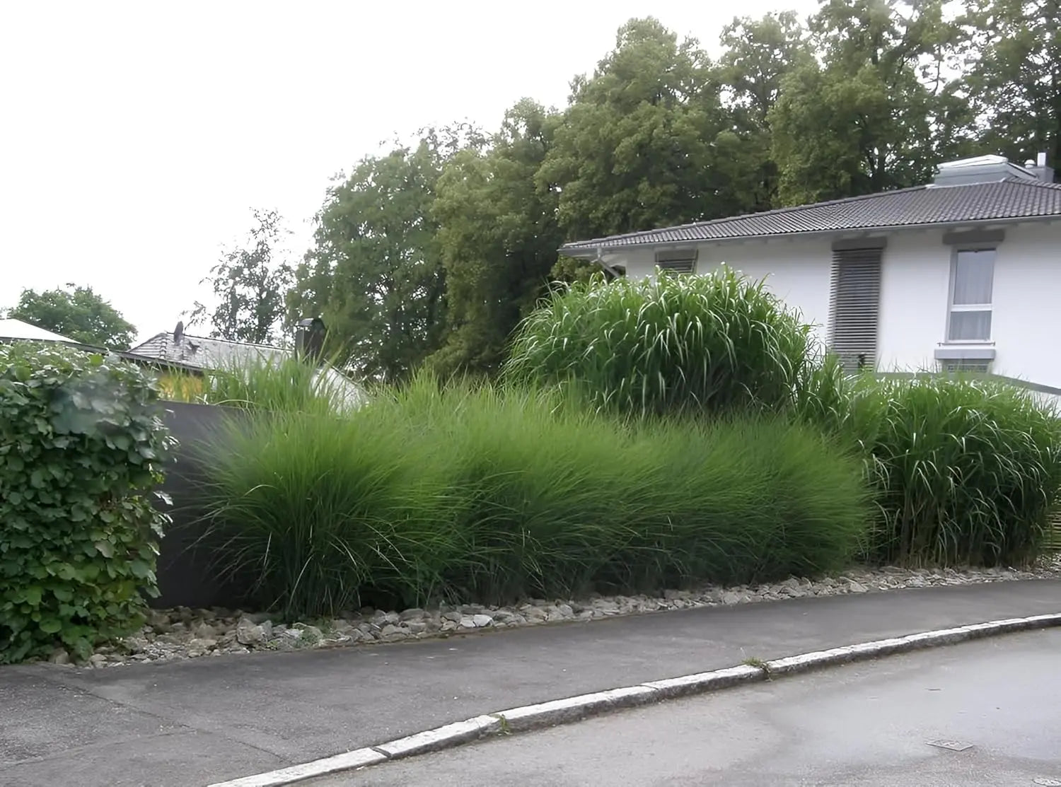 Kleines Chinaschilf Miscanthus sinensis 'Gracillimus Nana' als Ziergras, mit schmalen Blättern und zierlichen Halmen, Stauden Gänge