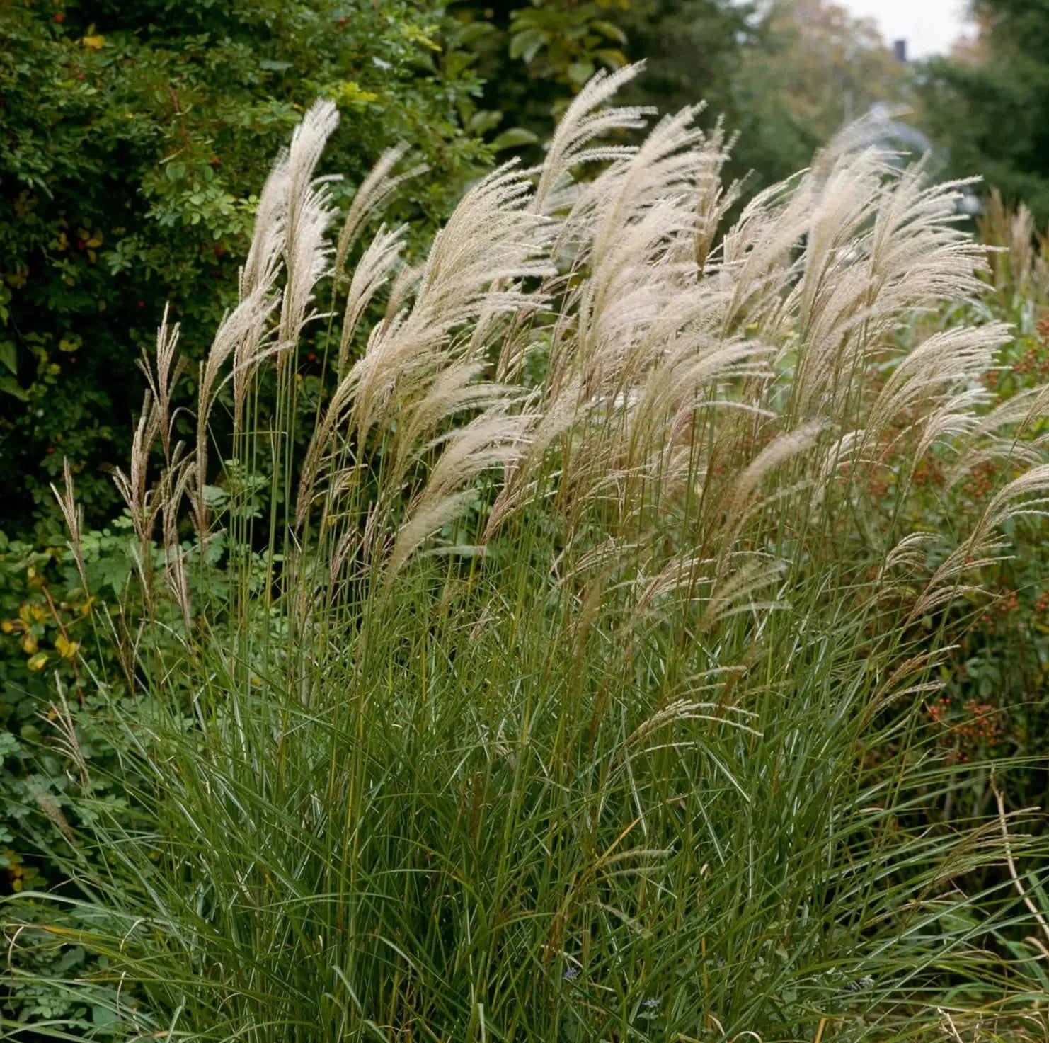 Ziergras Miscanthus sinensis 'Graziella' von Stauden Gänge, nahe Blick auf die grasartige Pflanze mit schmalen Blättern