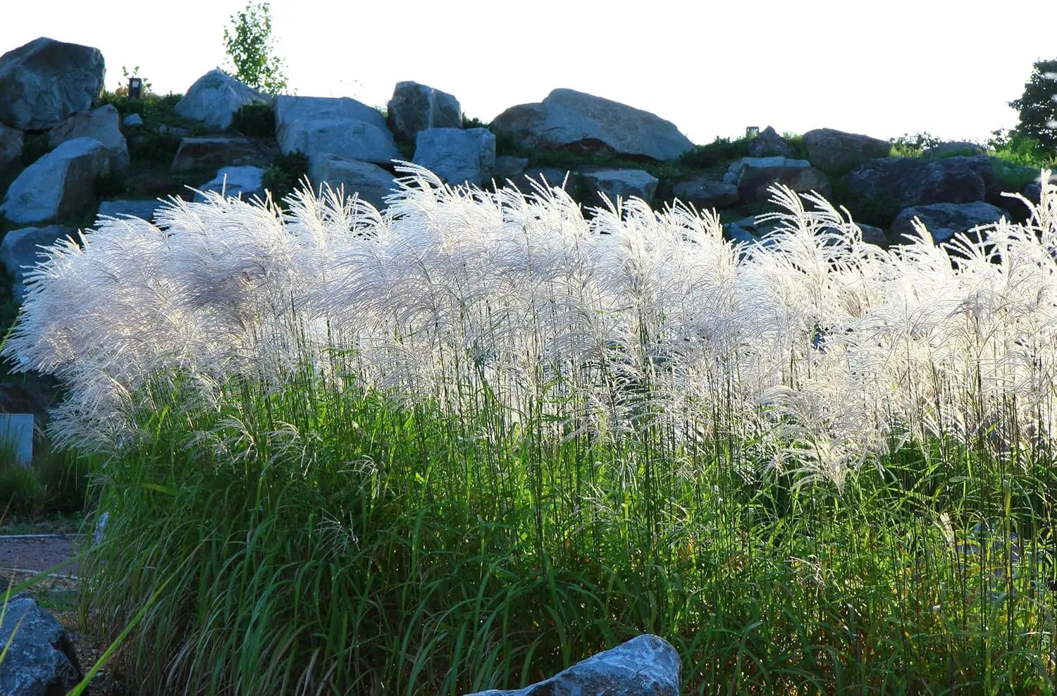 Ziergras Miscanthus sinensis 'Graziella' von Stauden Gänge, mit langen, schmalen Blättern und aufrechten Wuchs.