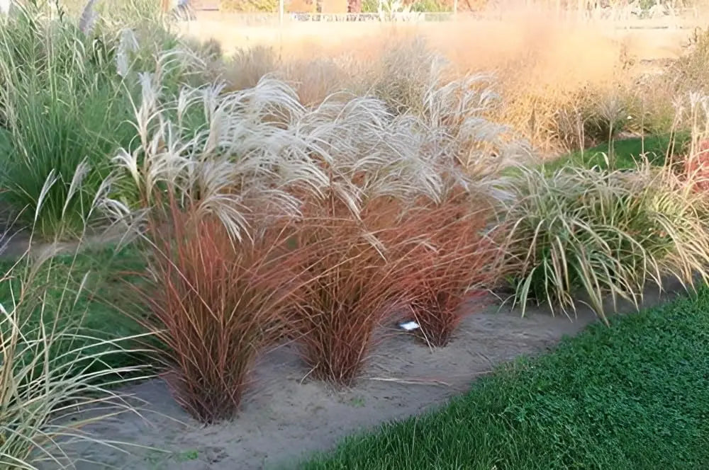 Ziergras Miscanthus sinensis 'Graziella' von Stauden Gänge, mit langen, schmalen Blättern und aufrechtem Wuchs.