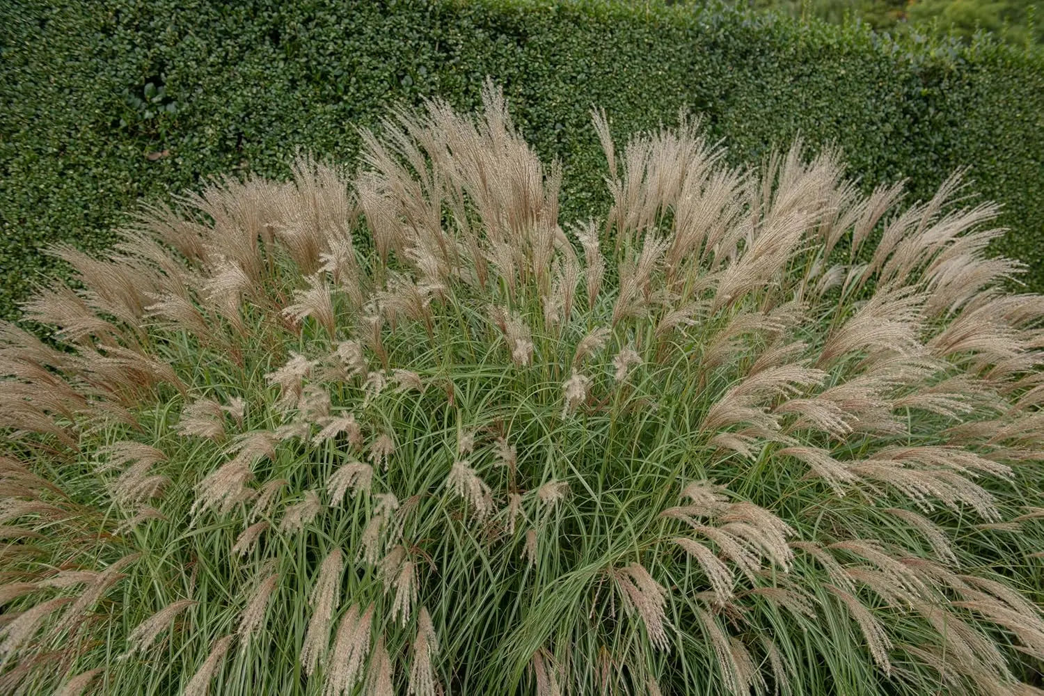 Ziergras Miscanthus sinensis 'Hermann Müssel' von Stauden Gänge, mit schmalen, hohen Blättern und silbrigen Rispen.