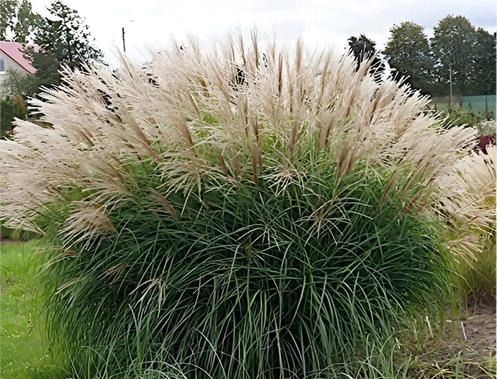 Ziergras Miscanthus sinensis 'Hermann Müssel' von Stauden Gänge, mit langen schmalen Blättern und goldenen Staubwedeln