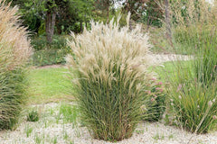 Ziergras Miscanthus sinensis 'Kleine Fontäne' von Stauden Gänge, mit schmalen, aufrechten Blättern und eleganter Wuchsform.