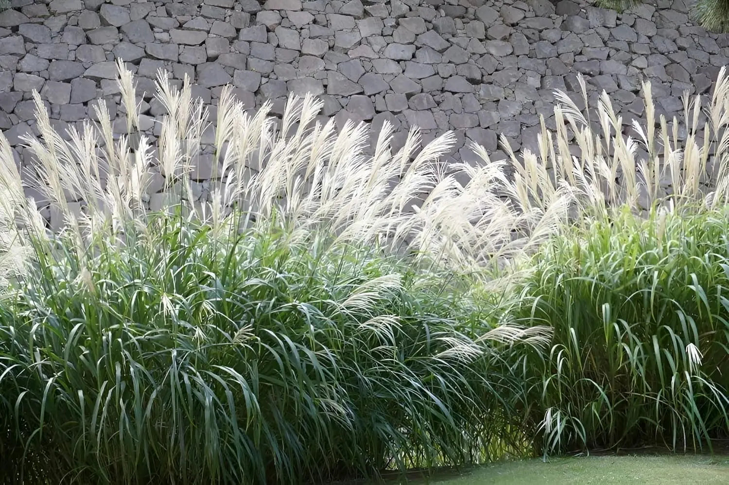 Ziergras Miscanthus sinensis 'Kleine Fontäne' von Stauden Gänge mit schmalen, hohen Halmen und feinen Blättern, im Garten stehend