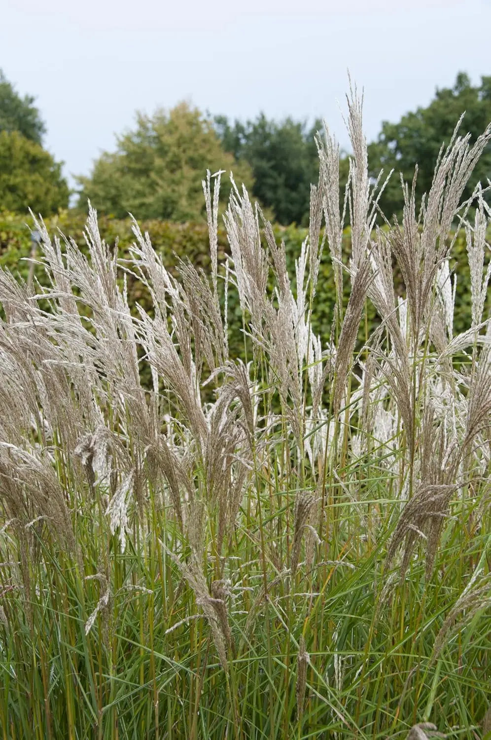 Ziergras Miscanthus sinensis 'Kleine Silberspinne' von Stauden Gänge, mit langen, schmalen silbrigen Blättern und goldenen Blütenständen
