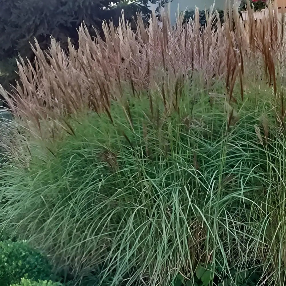 Ziergras Miscanthus sinensis 'Kleine Silberspinne' mit silbernen Blättern, Stauden Gänge, im Garten.