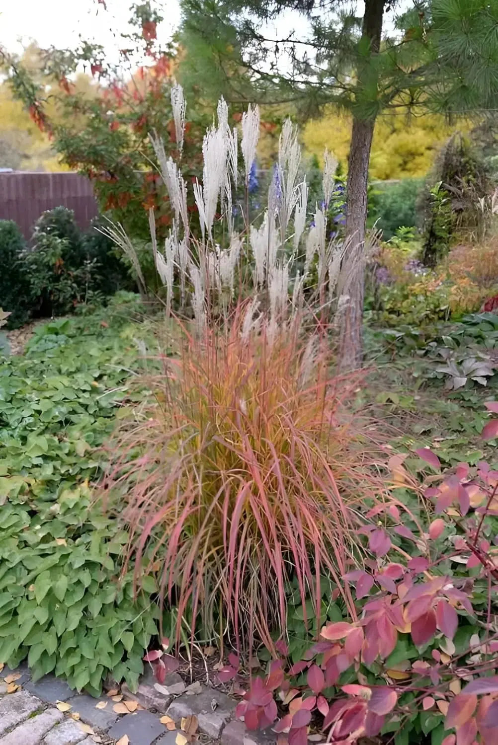 Rotes Chinaschilf Miscanthus sinensis 'Little Miss' als Ziergras, mit langen, schmalen Blättern und silbrigen Grannen.