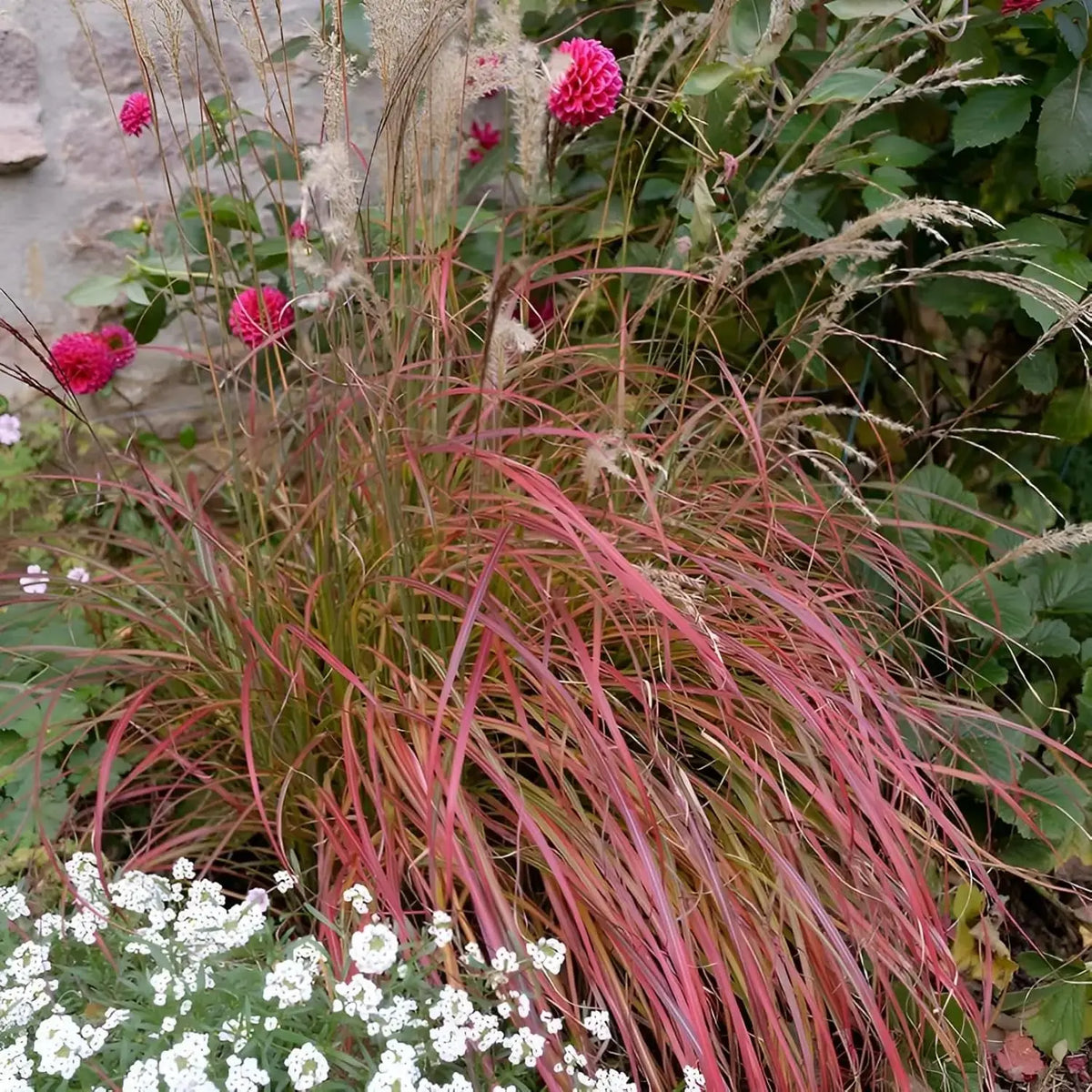 Ziergras Miscanthus sinensis 'Little Miss' mit roten Halmen, Stauden Gänge, dekoratives Chinaschilf, winterfest, hohe Gräser.