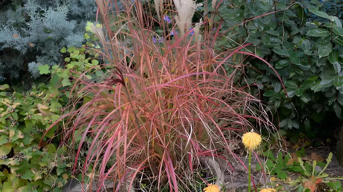 Ziergras Miscanthus sinensis 'Little Miss' mit roten Halmen, Stauden Gänge, dekoratives rotes Chinaschilf in Garten.