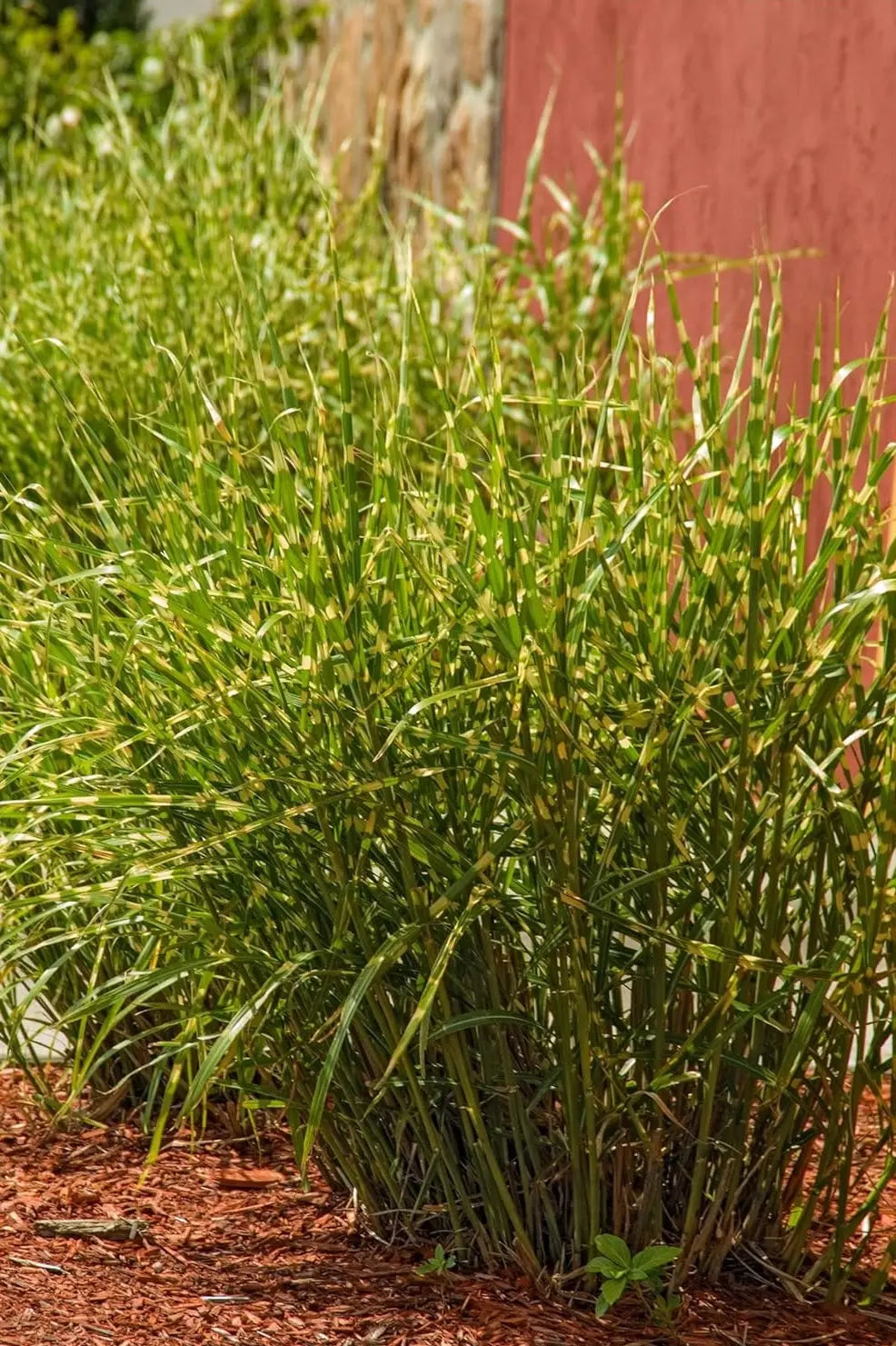Ziergras Miscanthus sinensis 'Little Zebra' von Stauden Gänge mit gestreiftem, zierlichem Laub, im Garten.