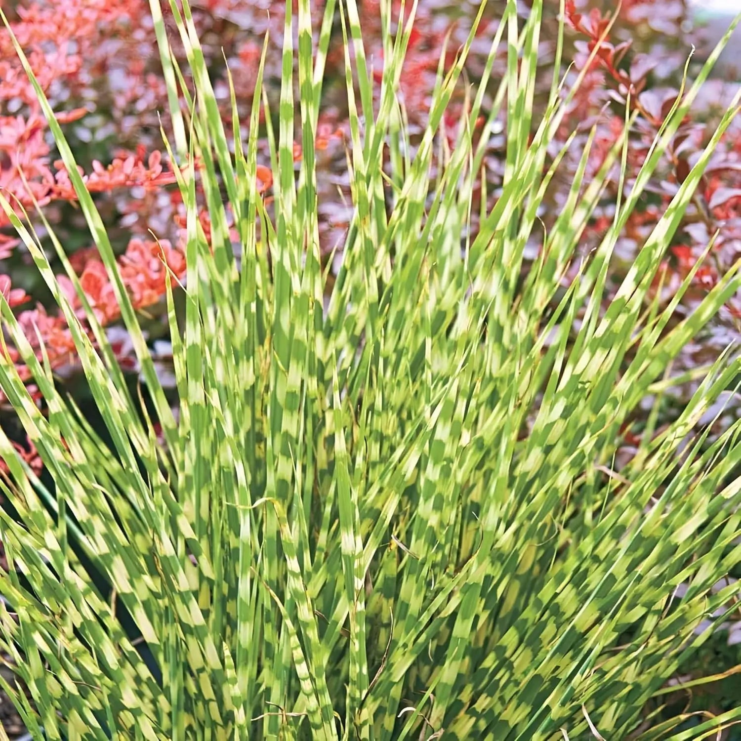Ziergras Miscanthus sinensis 'Little Zebra' von Stauden Gänge, mit schmalen grün-weißen gestreiften Blättern.