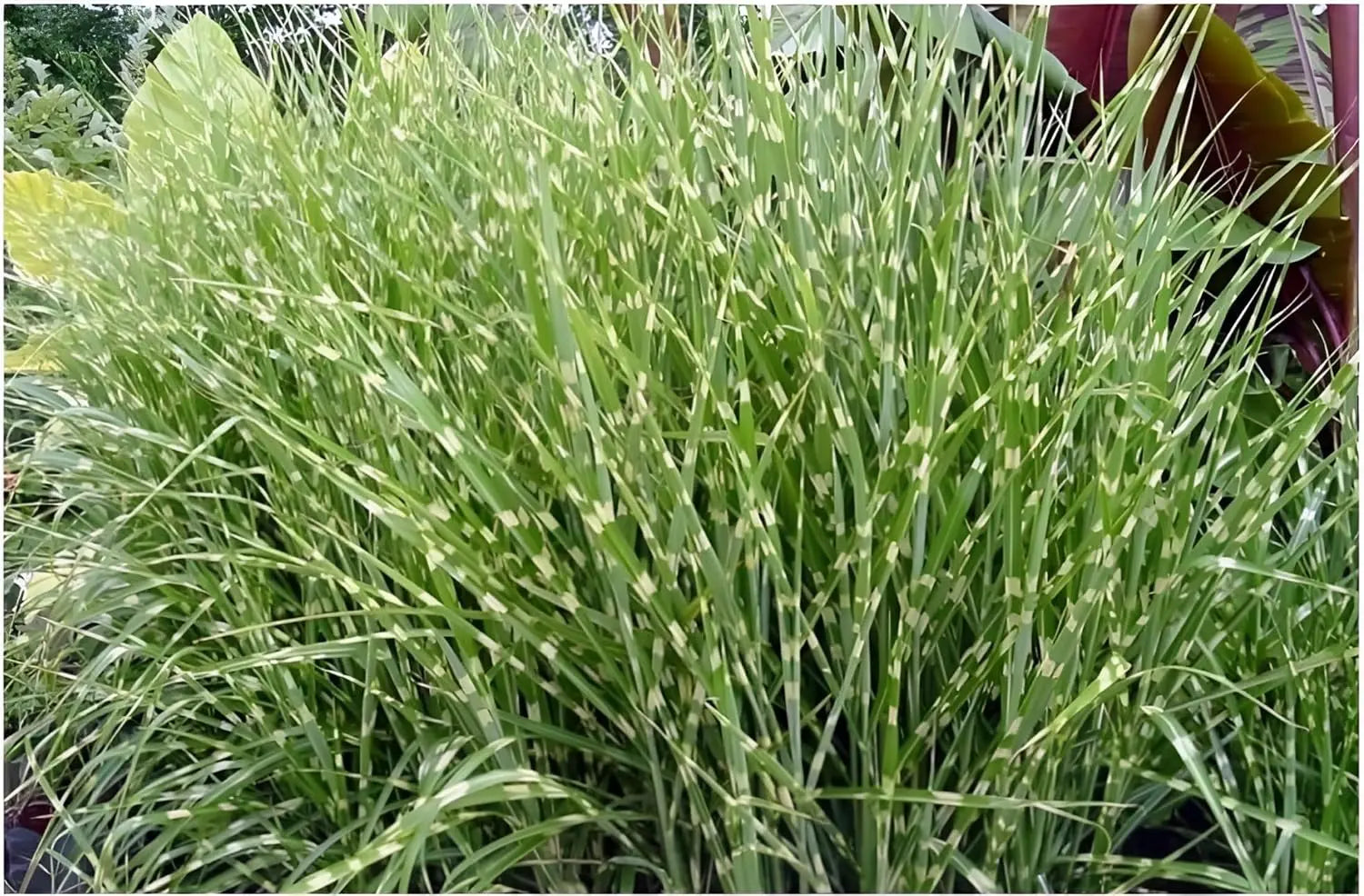 Ziergras Miscanthus sinensis 'Little Zebra' von Stauden Gänge, mit vertikalen Streifen im weißen und grünen Zebramuster.
