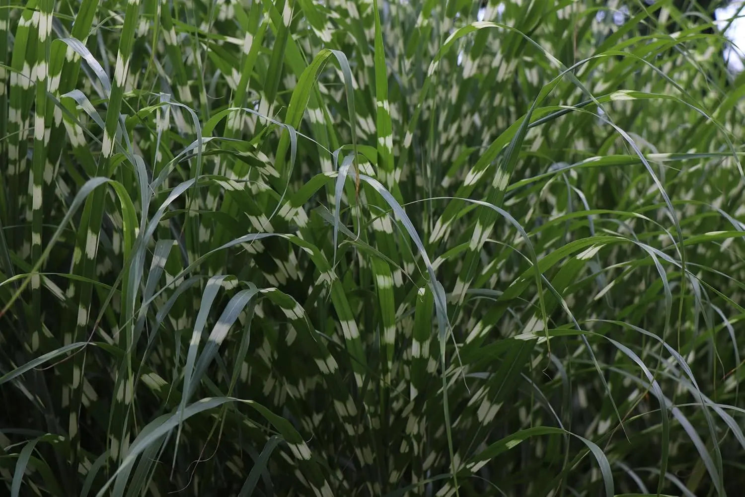 Ziergras Miscanthus sinensis 'Little Zebra' mit gestreiften Blättern, wächst als dekoratives Ziergras, Stauden Gänge