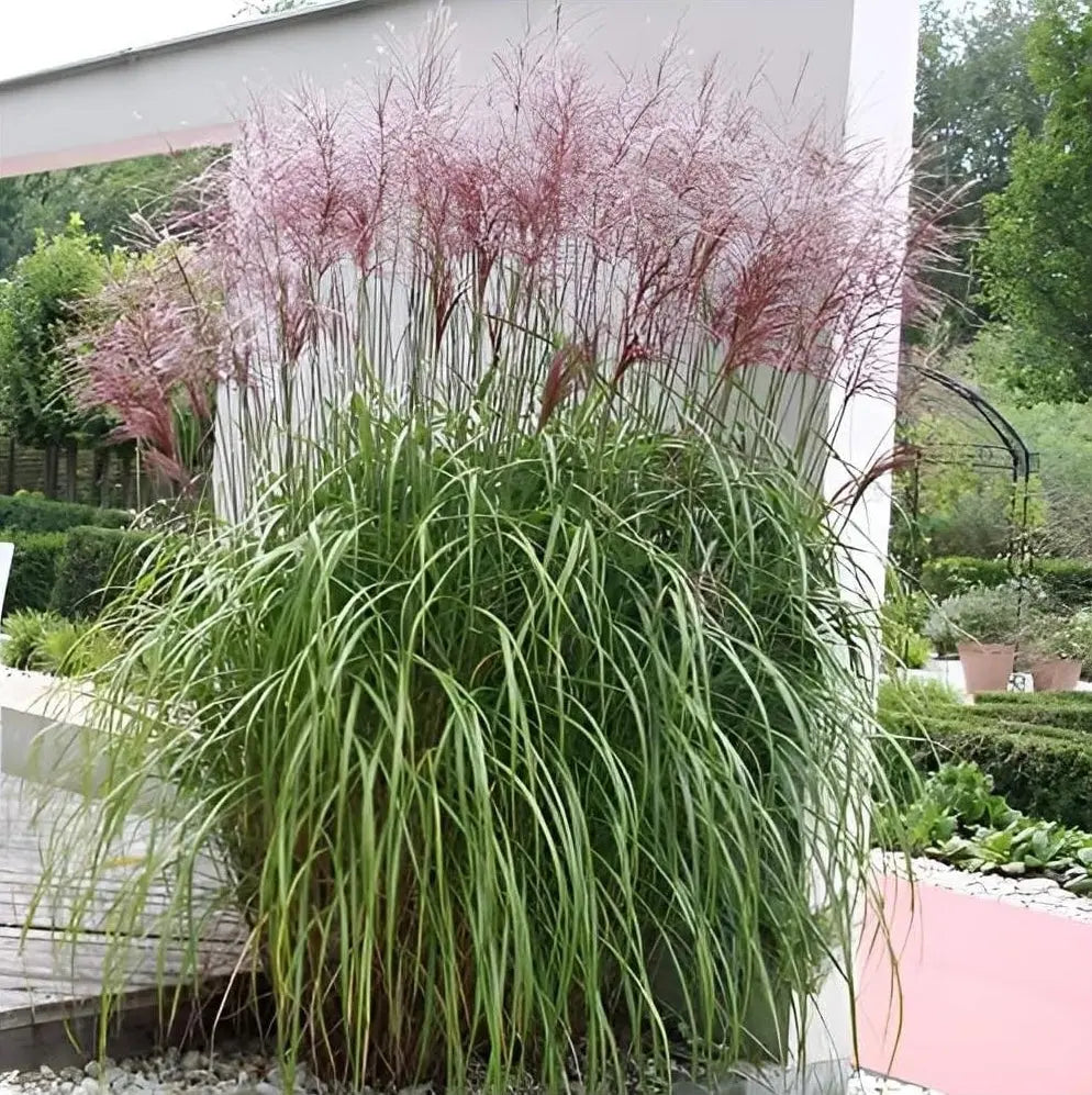 Ziergras Miscanthus sinensis 'Malepartus' im XXL Topf, Stauden Gänge, mit langen, schilfartigen Blättern und feinen Rispen.