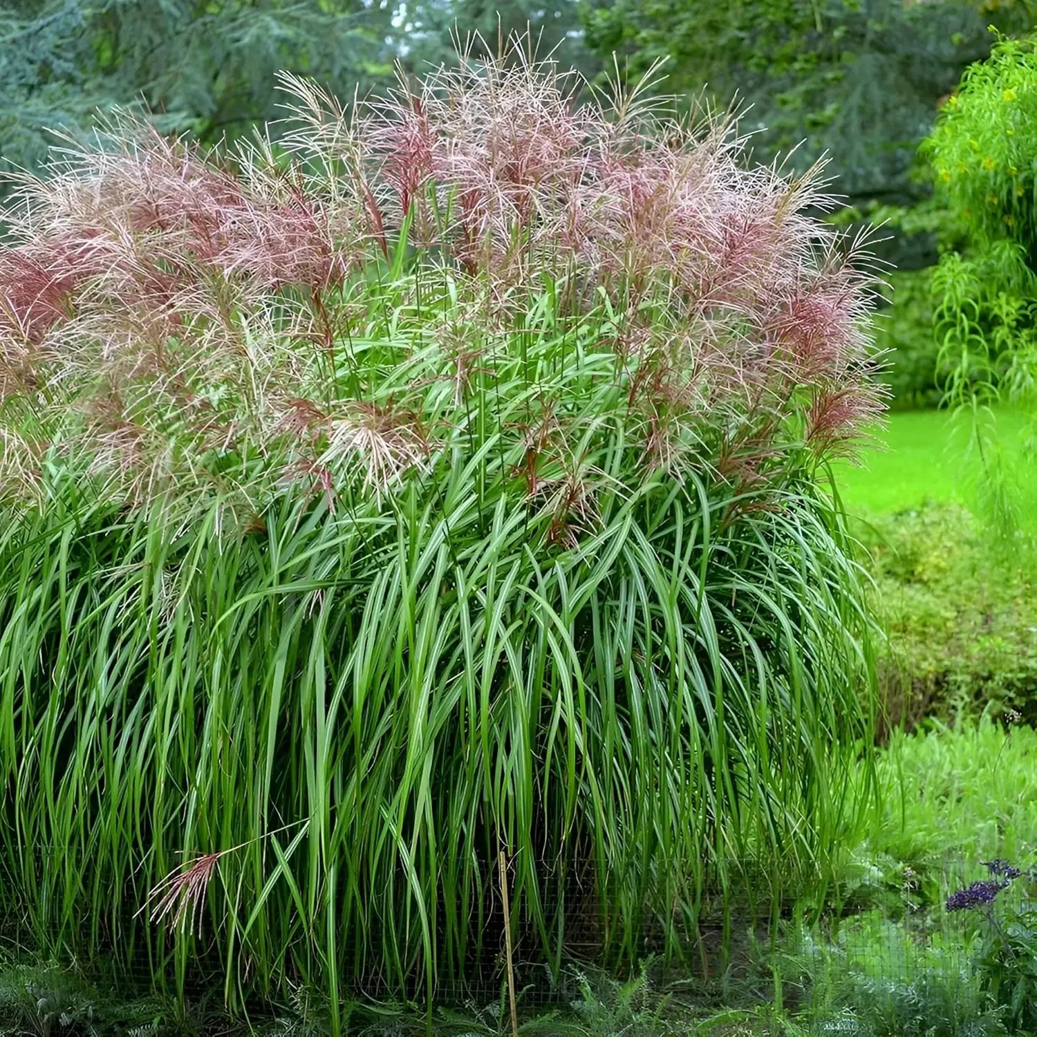 Ziergras Miscanthus sinensis 'Malepartus' in XXL Topf, Stauden Gänge, mit langen, schmalen Blättern und horizontalen Rispen