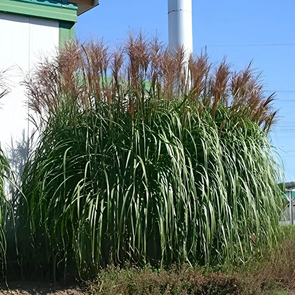 Ziergras Miscanthus sinensis 'Malepartus' im XXL Topf, Stauden Gänge, mit hohen, schilfartigen Halmen, perfekt für Garten und Balkon