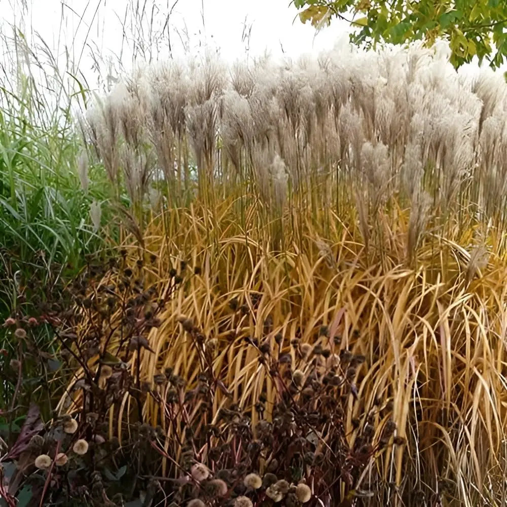 Ziergras Miscanthus sinensis 'Malepartus' im XXL Topf, Stauden Gänge, mit langen schilfartigen Blättern und aufrechter Wuchs.