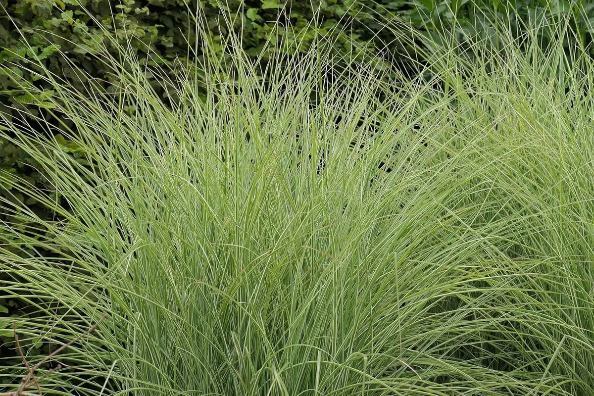 Buntes Chinaschilf Miscanthus sinensis 'Morning Light' als Ziergras, mit hellen, gefiederten Blättern, von Stauden Gänge.