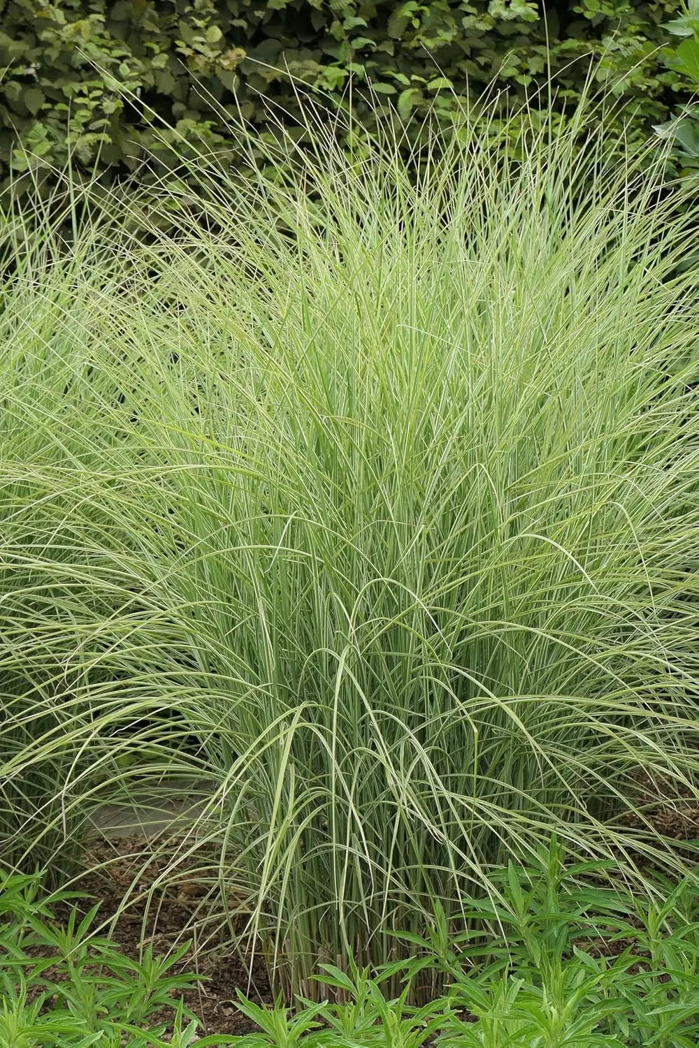 Buntes Chinaschilf Miscanthus sinensis 'Morning Light', Ziergras mit gefiederten, bunten Blättern, von Stauden Gänge.