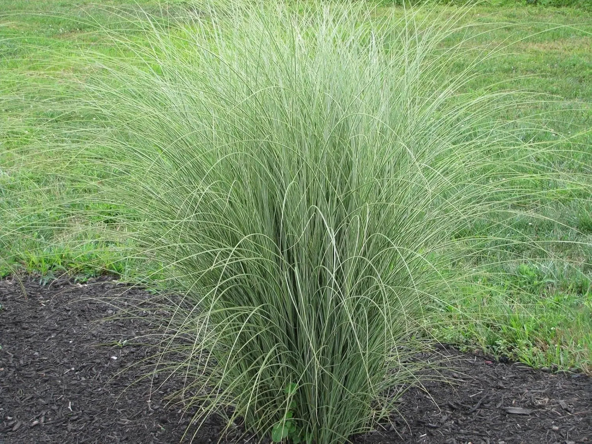 Buntes Chinaschilf Miscanthus sinensis 'Morning Light' Ziergras, mit goldenen und grünen Blättern, im Garten fotografiert