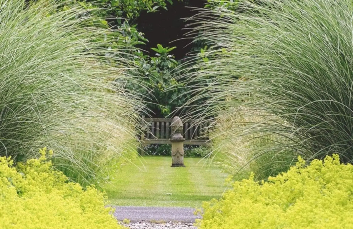 Buntes Chinaschilf Miscanthus sinensis 'Morning Light' Ziergras, grüne und goldene Blätter, im Garten.