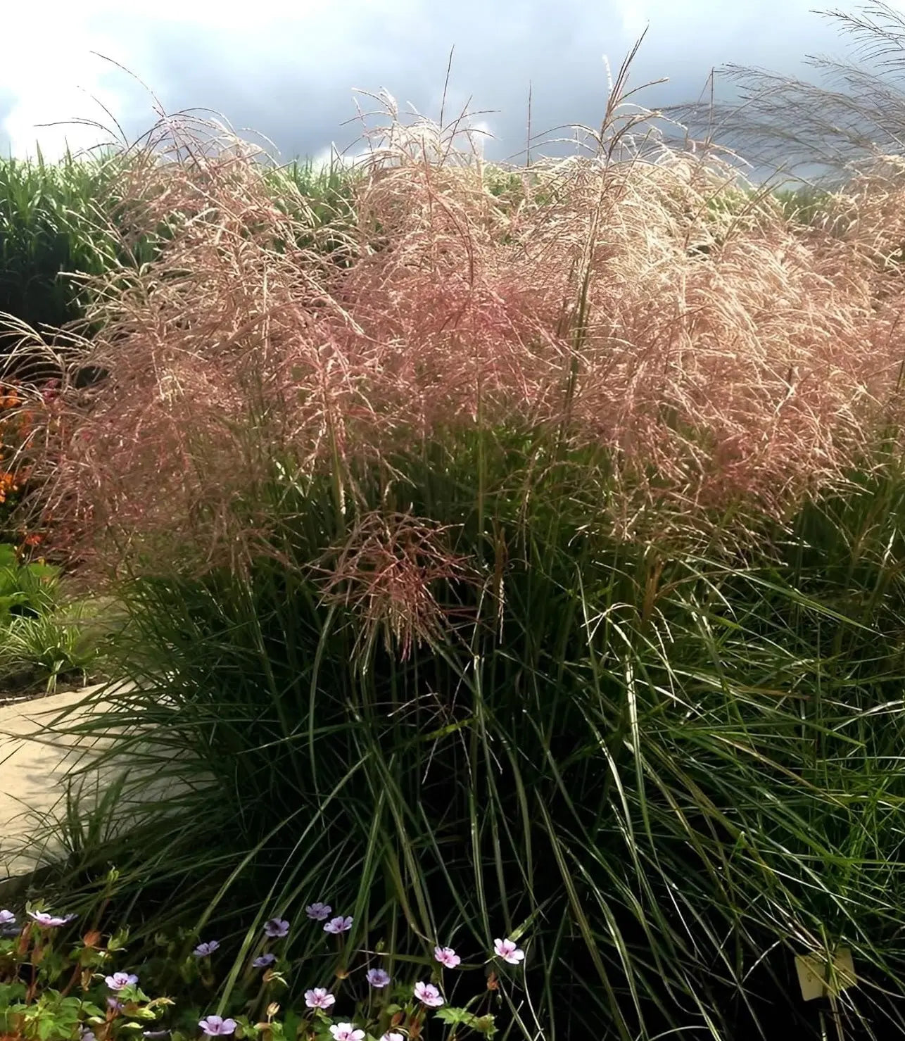 Ziergras Miscanthus sinensis 'Pink Cloud' mit rosa Blüten, stilvolle Stauden Gänge, natürliche Gartenpflanze