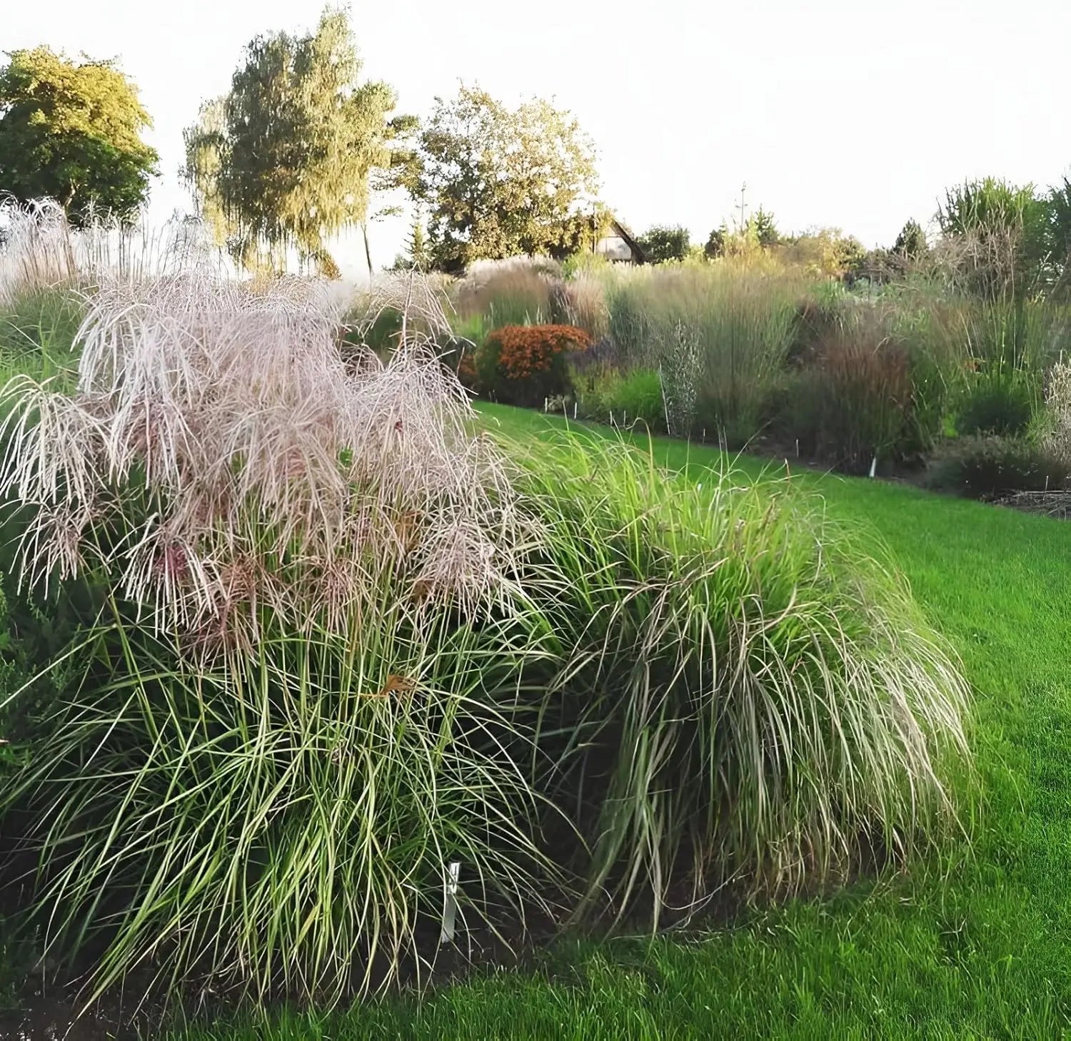 Ziergras Miscanthus sinensis 'Pink Cloud' mit rosafarbenen Halmen, für Garten und Landschaft, von Stauden Gänge