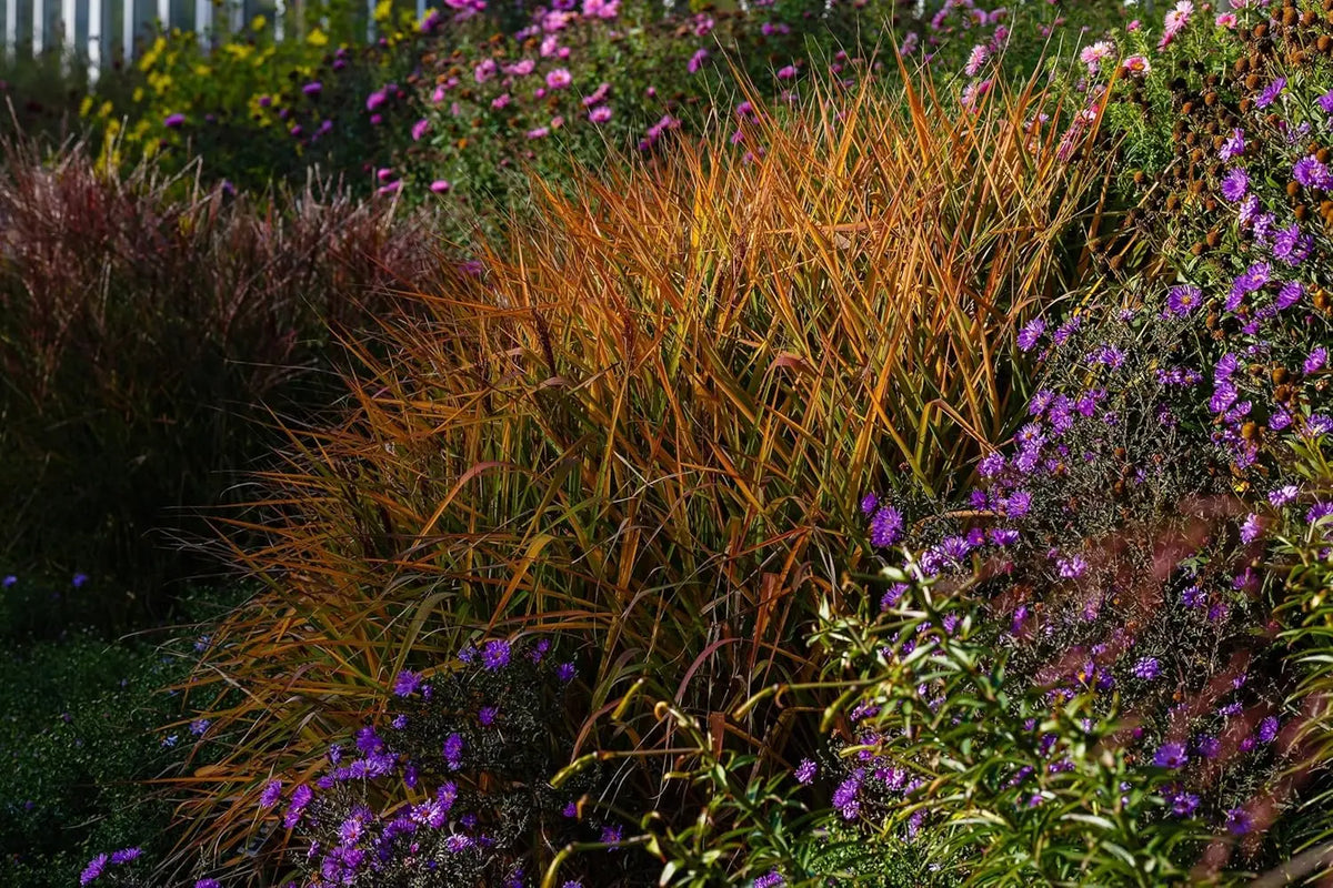 Ziergras Miscanthus sinensis 'Purpurascens' in XXL-Topf, Stauden Gänge, mit silber-violetten Blättern.