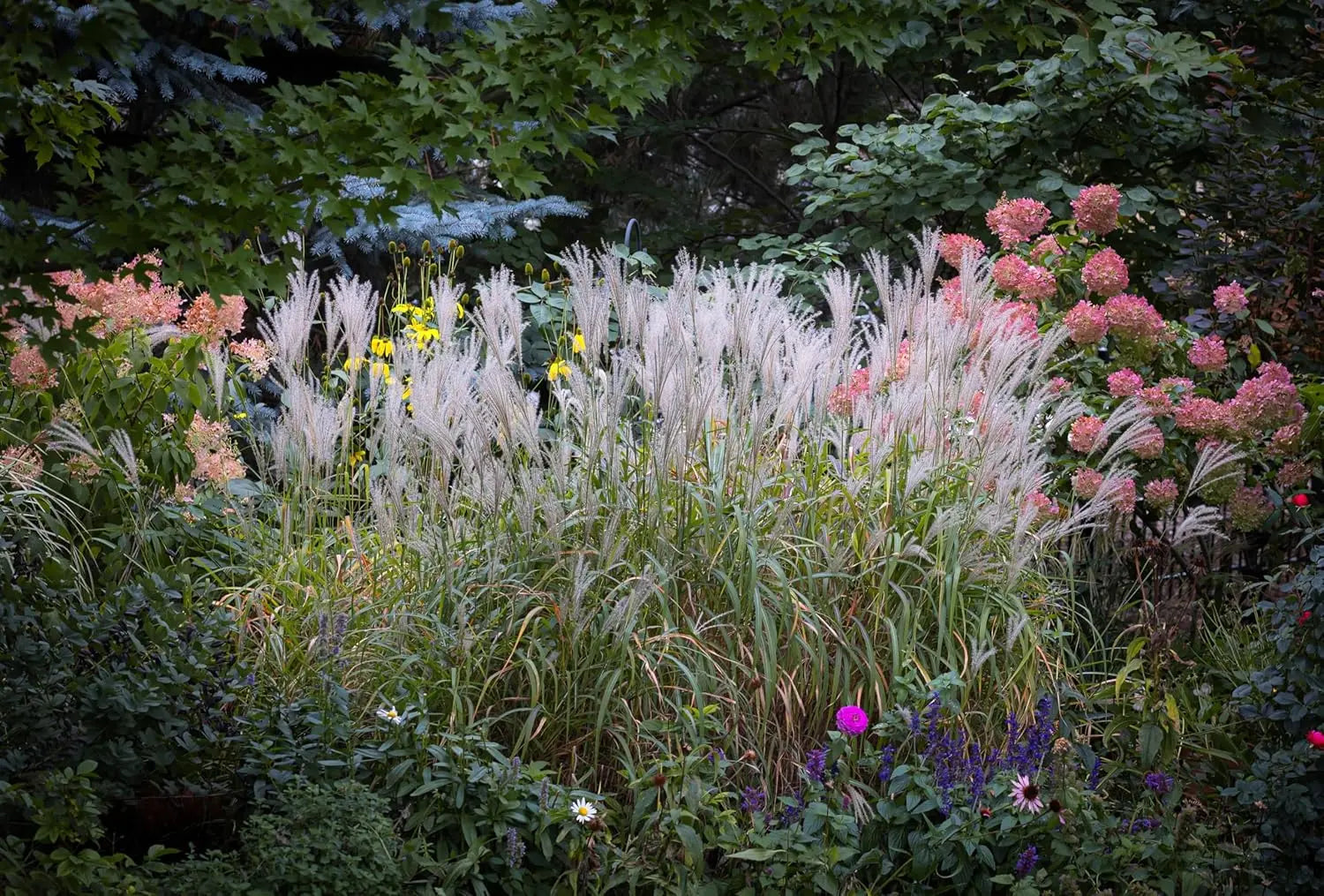 Großes Chinaschilf (Miscanthus sinensis 'Purpurascens') in XXL-Topf, Ziergras von Stauden Gänge, mit burgunderfarbenen Blättern.