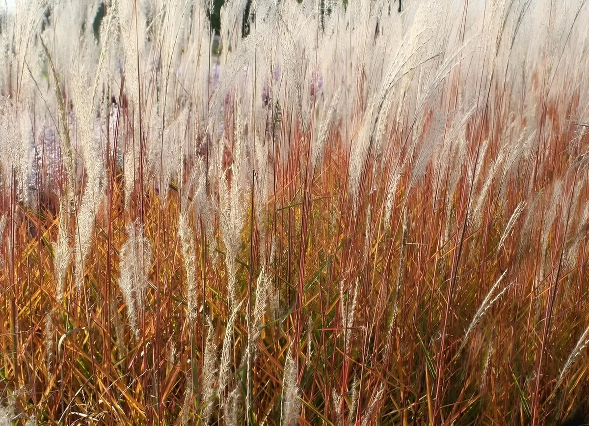 Ziergras Miscanthus sinensis 'Purpurascens' in XXL-Topf, Stauden Gänge, mit roten Blättern und hohen Halmen.