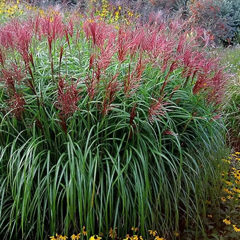 Ziergras Miscanthus sinensis 'Rotsilber' mit roter Silberschattierung, Stauden Gänge, im Garten sichtbar