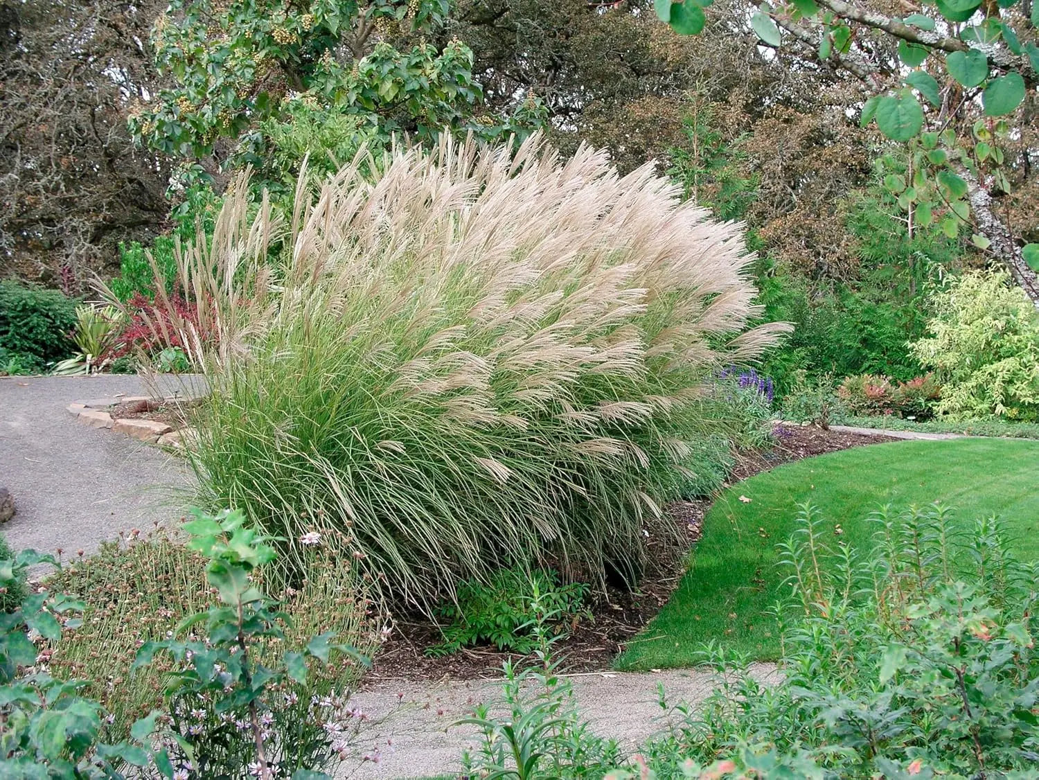 Ziergras Miscanthus sinensis 'Silberspinne' mit silbrigen Blättern, Stauden Gänge, Weißes Chinaschilf, winterhart, dekoratives Gartenpflanzenbild