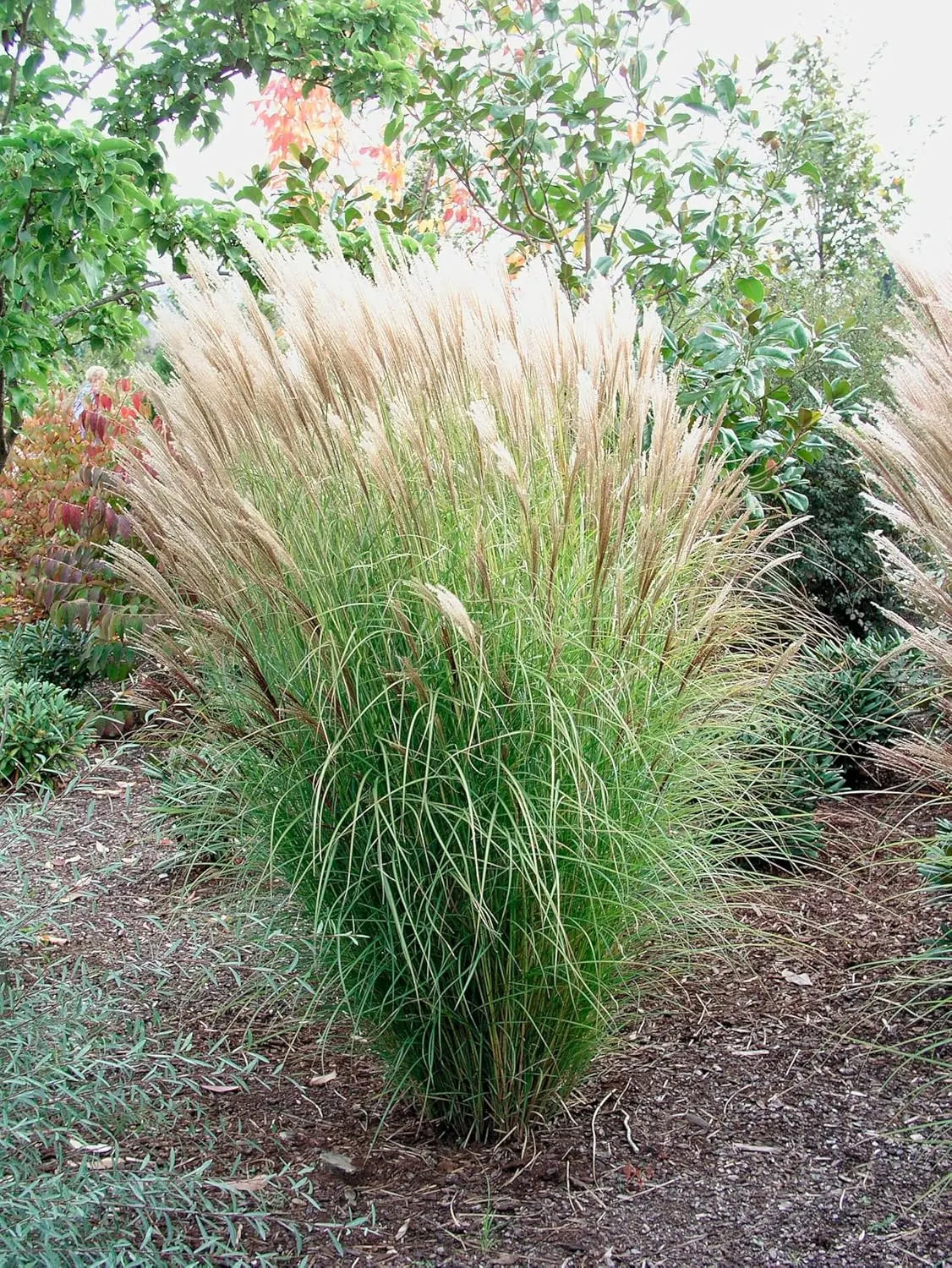 Ziergras Miscanthus sinensis 'Silberspinne' mit silbrig-weißem Laub, Stauden Gänge, natürliches Chinaschilf in Gartenaufnahme