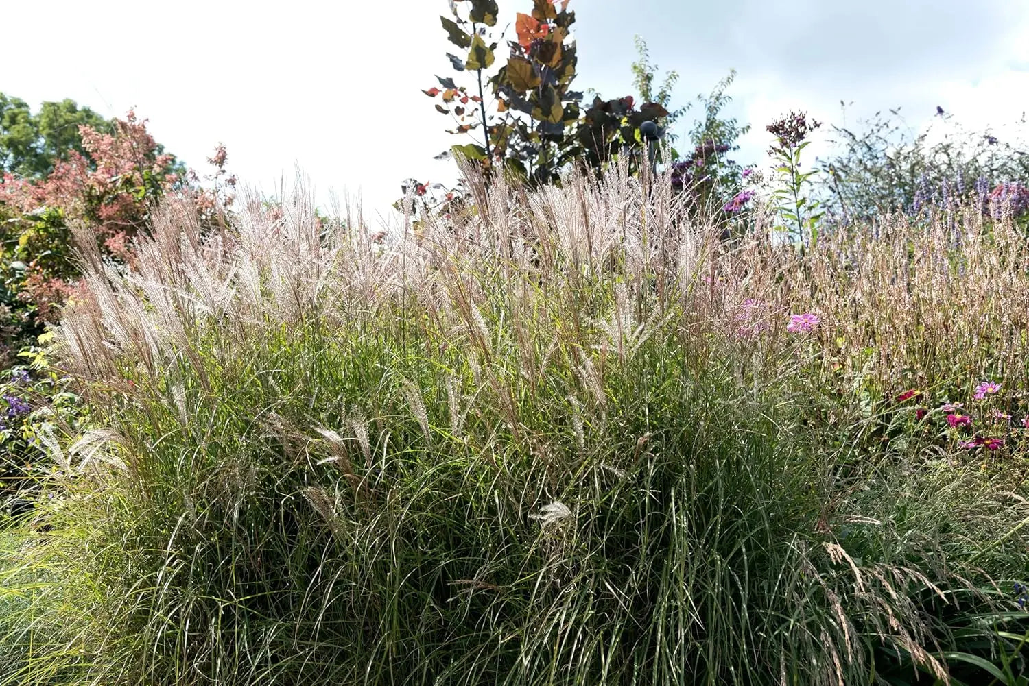 Ziergras Miscanthus sinensis 'Silberspinne' mit silbernen, langen Blättern, Stauden Gänge, natürliches Gartenbild