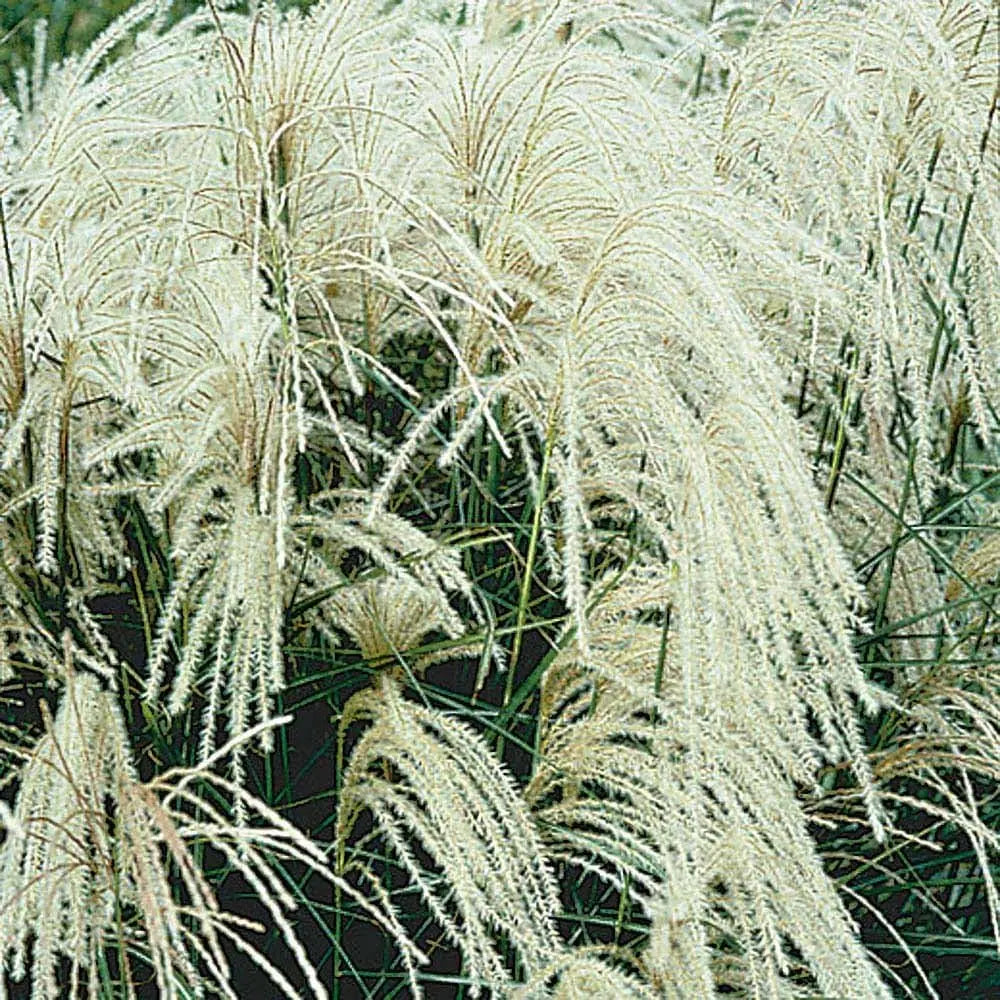 Ziergras Miscanthus sinensis 'Silberspinne' mit silbrigen Blättern, Stauden Gänge, Weißes Chinaschilf im Garten.