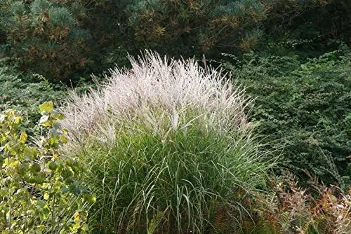 Ziergras Miscanthus sinensis 'Silberspinne' mit silbrigem Laub, Stauden Gänge, dekoratives Chinaschilf im Garten.