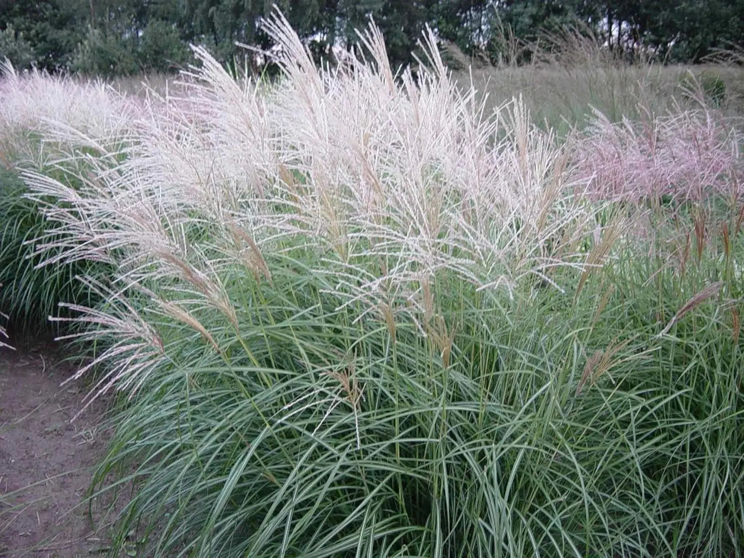 Ziergras Miscanthus sinensis 'Silberspinne' mit silbrigen Blättern, von Stauden Gänge, im Garten.