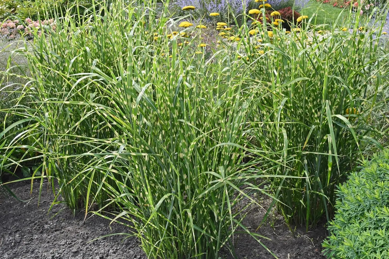 Ziergras Miscanthus sinensis 'Strictus' mit gestreiftem Laub, Zebrenschilf, Stauden Gänge, dekorative Pflanze im Garten
