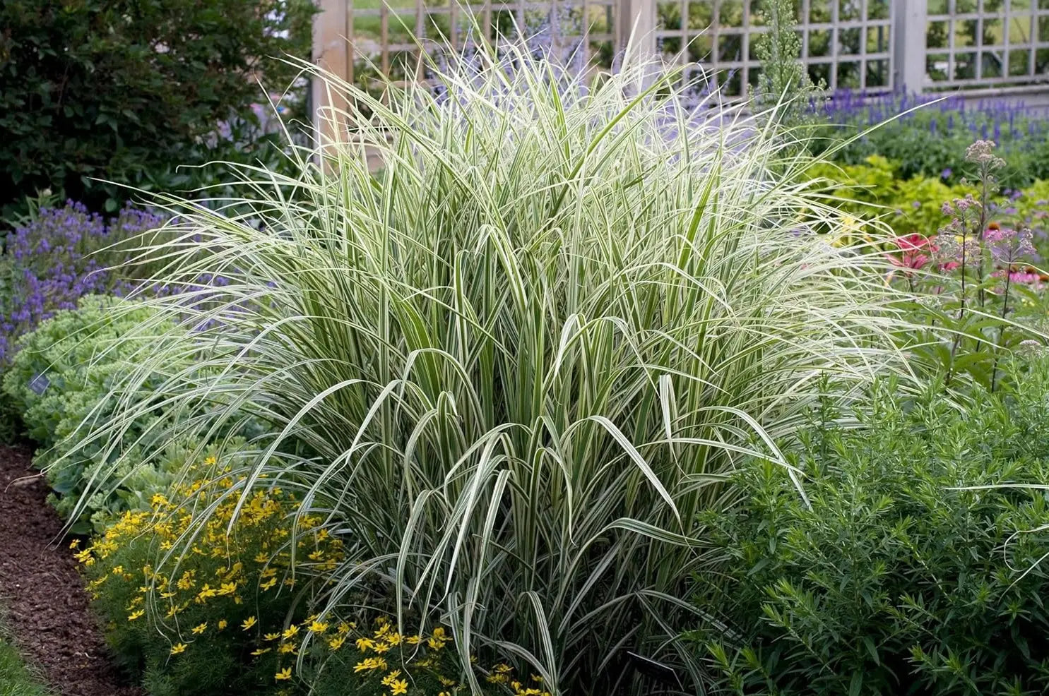 Ziergras Miscanthus sinensis 'Variegatus' in XXL Topf, weißgestreifter Chinaschilf, von Stauden Gänge, detailreiche Ansicht