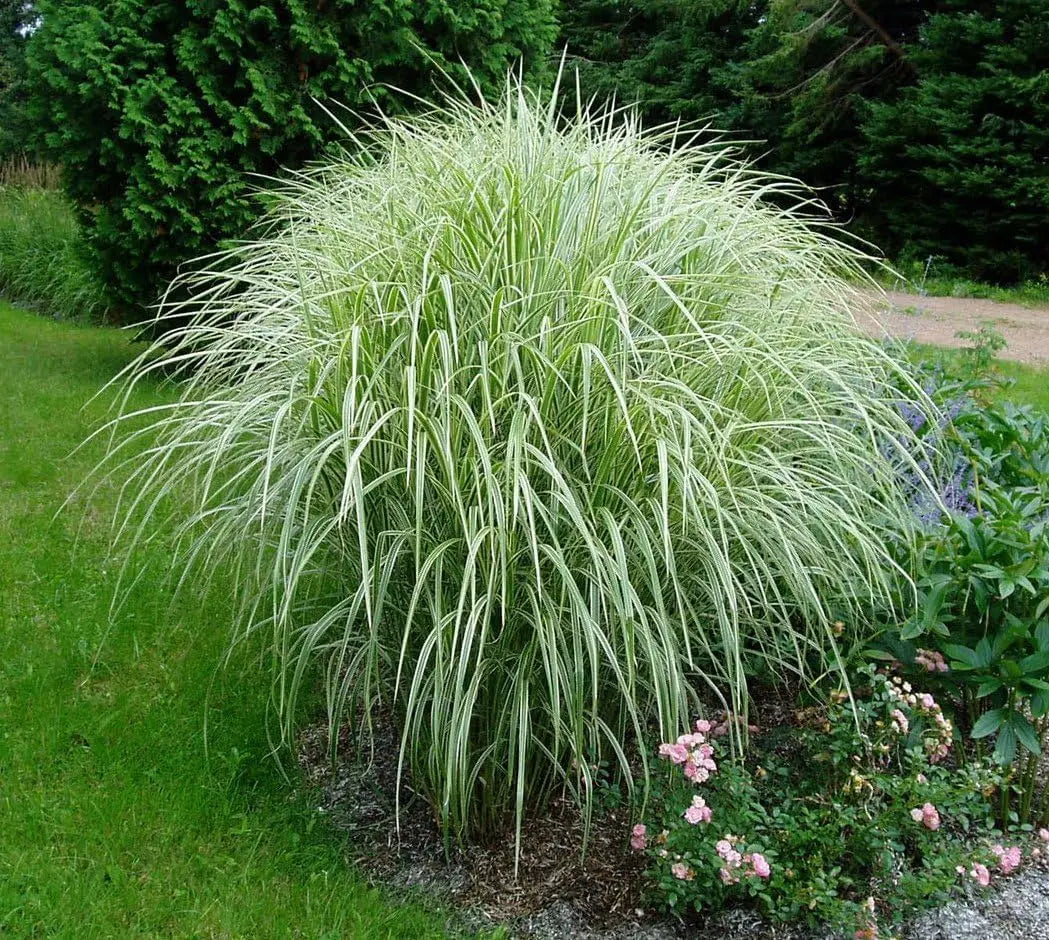 Weißgestreiftes Chinaschilf (Miscanthus sinensis 'Variegatus') im XXL-Topf, Ziergras von Stauden Gänge, detailreiche Blätter und Wuchs.
