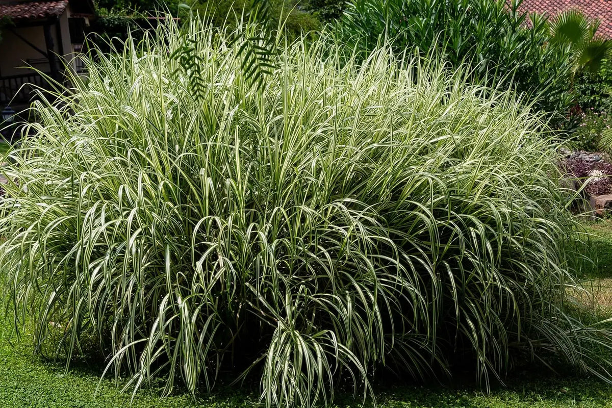 Ziergras Miscanthus sinensis 'Variegatus' in XXL Topf, weißgestreiftes Chinaschilf, dekoratives Ziergras von Stauden Gänge