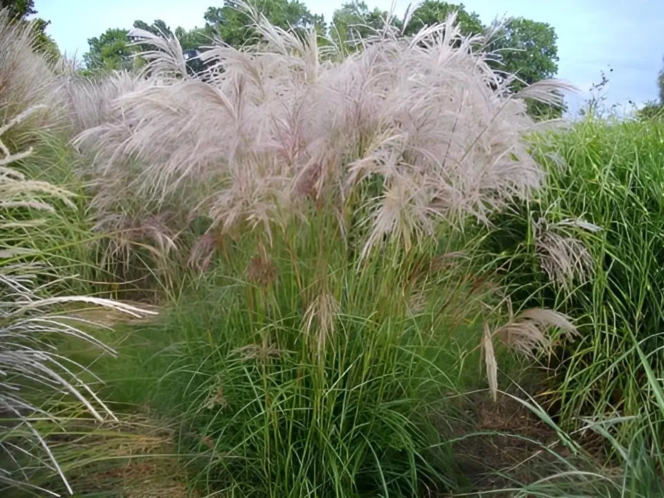 Ziergras Miscanthus sinensis 'Verneigung' mit silbrigen Blättern, Stauden Gänge, weißes Chinaschilf, im Garten.