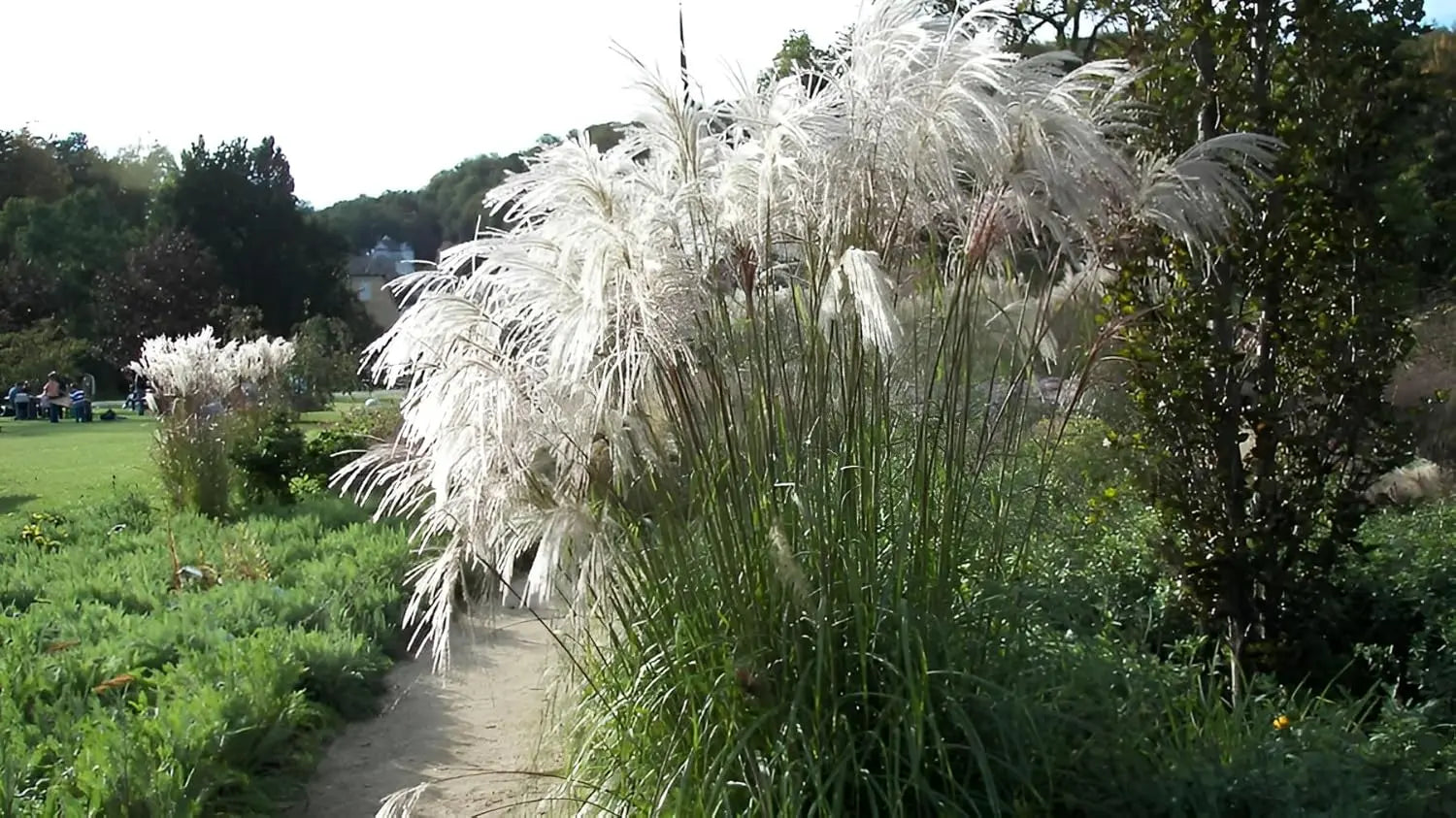 Ziergras Miscanthus sinensis 'Verneigung', weißes Chinaschilf, Stauden Gänge, mit schmalen grünen Blättern und aufrechter Wuchs.