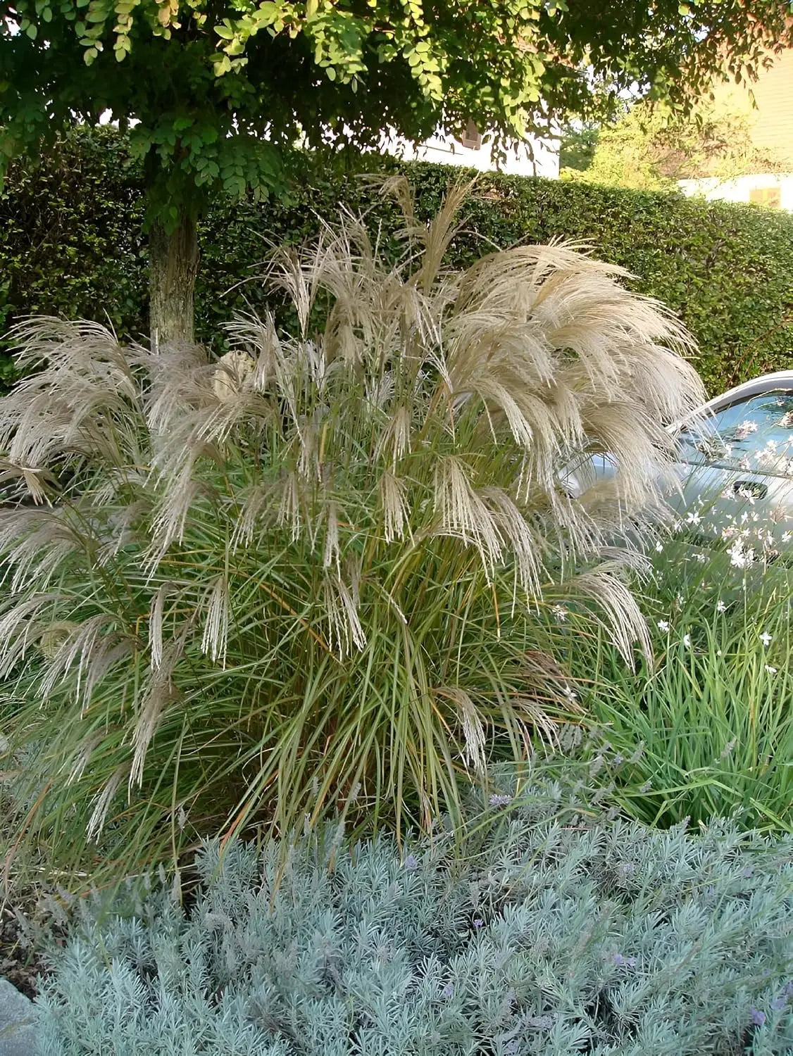 Ziergras Miscanthus sinensis 'Verneigung' mit weißen, schmalen Blättern und auffälliger Wuchsform, Stauden Gänge