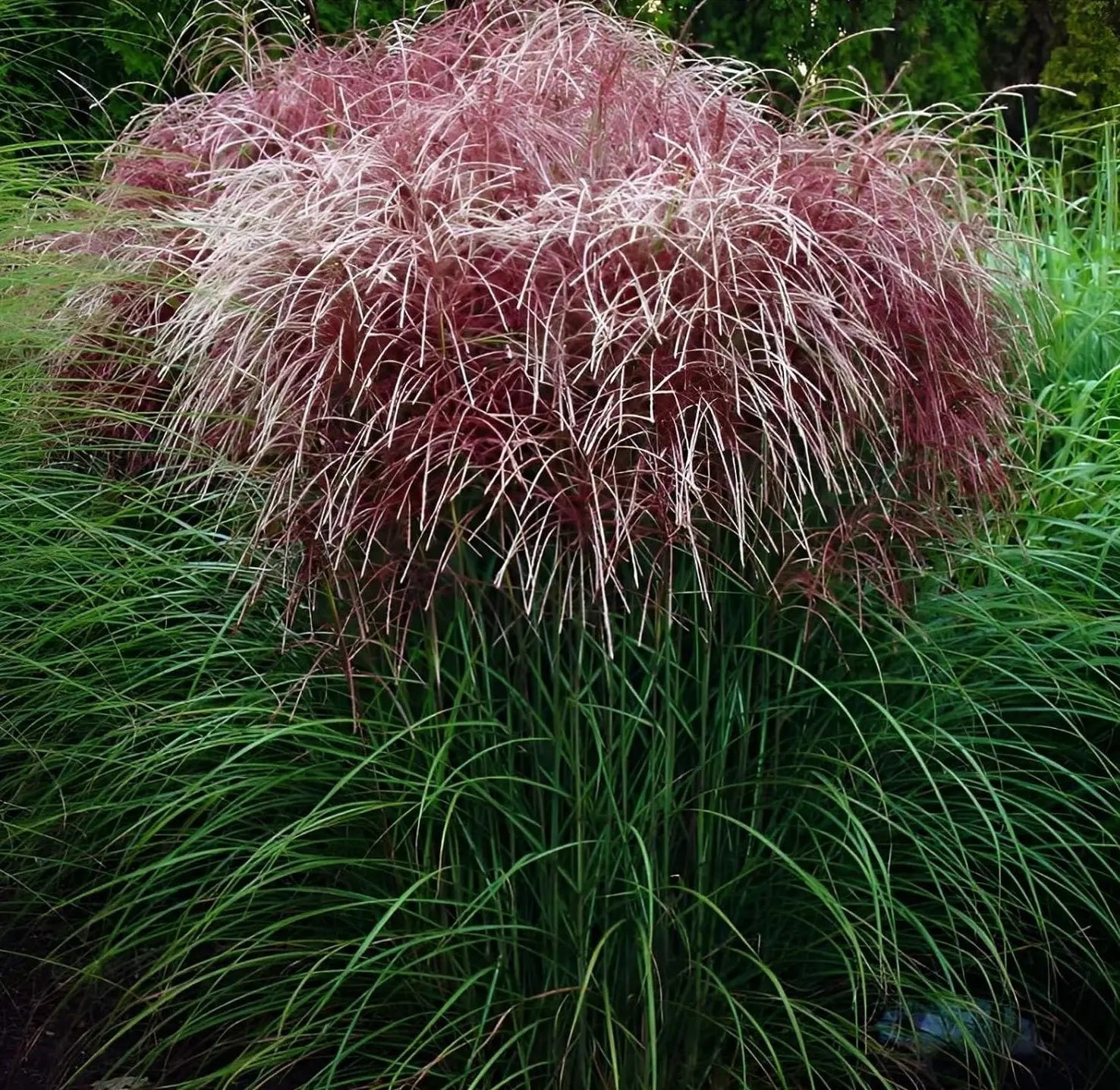 Rotes Chinaschilf (Miscanthus sinensis 'Versammlung') Ziergras, mit langen, schmalen Blättern und rotem Laub, Stauden Gänge