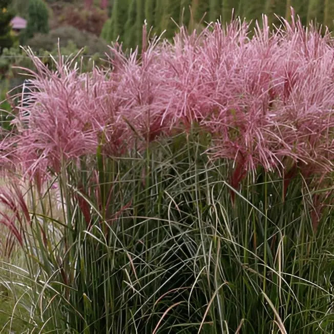 Rotes Chinaschilf Miscanthus sinensis 'Versammlung' als Ziergras, mit hohen, schilfartigen Blättern in einem Garten.