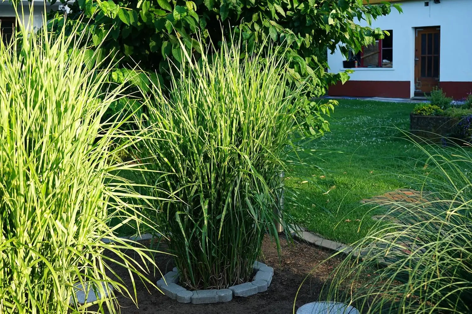Ziergras Miscanthus sinensis 'Zebrinus' im XXL Topf, überhängendes Zebra-Chinaschilf, grüne und gelbe gestreifte Blätter