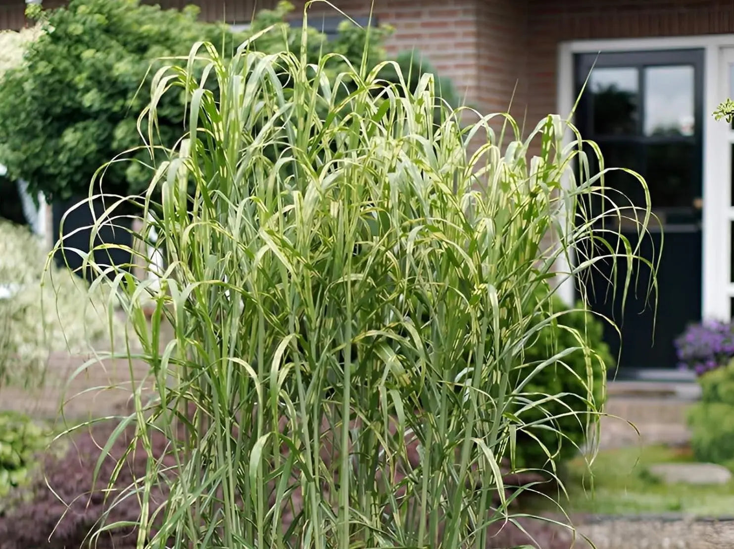 Ziergras Miscanthus x giganteus 'Aligator' von Stauden Gänge, großes Elefantengras mit hohen, schmalen Blättern.