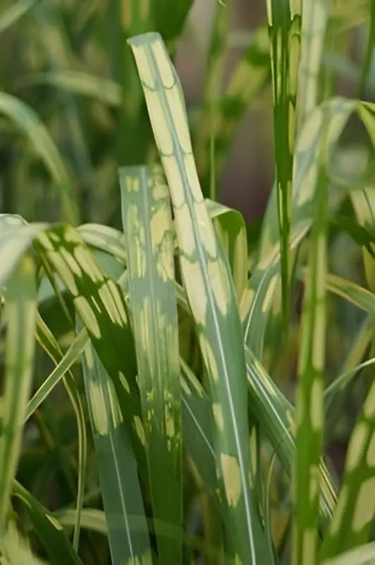 Ziergras Miscanthus x giganteus 'Aligator', großes Elefantengras, Stauden Gänge, dichter, hoher Grashalm mit schmalen Blättern