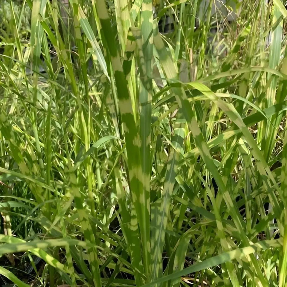 Ziergras Miscanthus x giganteus 'Aligator' von Stauden Gänge, großes Elefantengras mit schmalen, hohen Blättern, winterhart